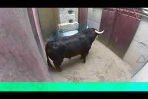 very Dangerous Bulls Fight video: Best animal fights