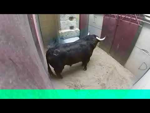very Dangerous Bulls Fight video: Best animal fights