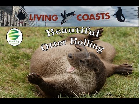 zoo animals, Living Coast Torquay Zoo Part 7, Beautiful Otter playing