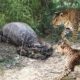 ¡Anaconda Attacks!! a Jaguar Cheetah Wild Animal Fights | Anaconda Vs Cheetah | Wild Animal Fights ※