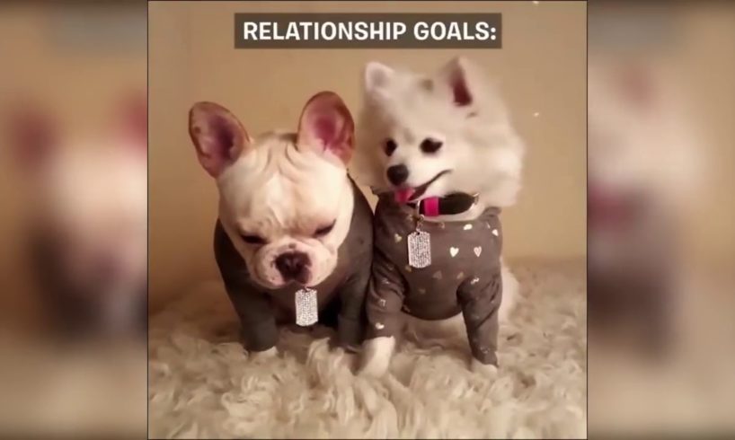 ♥Cute Puppies   Cute Puppy♥ Cutest Pomeranian Puppy Compilation Ever