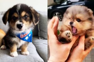 ♥Cute Puppies Doing Funny Things 2019♥ #8  Cutest Dogs