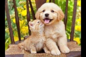 ♥Cute Puppies and Kittens Doing Funny Things 2019♥ #1  Cutest animals