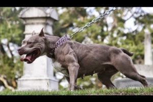 【ANIMAL FIGHTS】The world's strongest dogs 10
