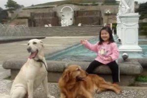 埔心牧場Me,Golden Labrador playing with farm animals / 小女孩和狗狗vs農場動物