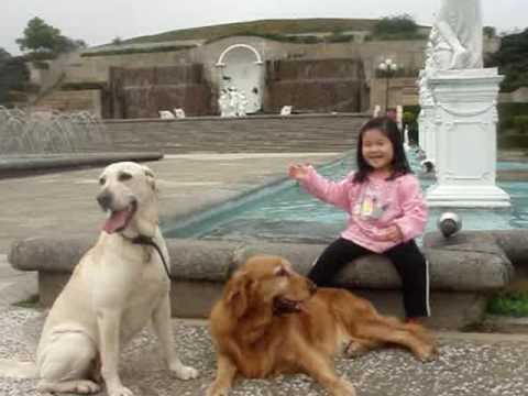 埔心牧場Me,Golden Labrador playing with farm animals / 小女孩和狗狗vs農場動物