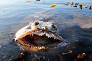 10 MOST DANGEROUS OCEAN CREATURES IN THE WORLD