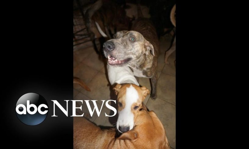 $100,000 donated to Bahamas woman who took in 97 rescue dogs