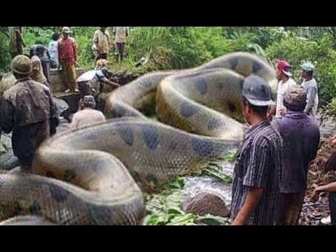 12 Bizarre Discoveries in the Amazon