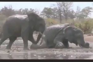 15 CRAZIEST Animal Fights Caught On Camera #5 - Crocodile,Elephant,Leopard,Zebra,Rhyno,Eag
