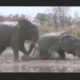 15 CRAZIEST Animal Fights Caught On Camera #5 - Crocodile,Elephant,Leopard,Zebra,Rhyno,Eag
