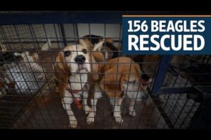 156 beagles rescued from an animal testing lab in Bengaluru