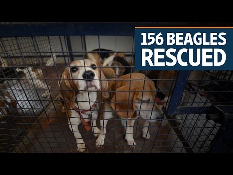 156 beagles rescued from an animal testing lab in Bengaluru