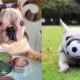 Cutest French Bulldog - Funny and cute French bulldog Compilation # 7| 2019.