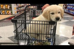 Funniest & Cutest Golden Retriever Puppies #21 - Funny Puppy Videos 2019