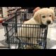 Funniest & Cutest Golden Retriever Puppies #21 - Funny Puppy Videos 2019