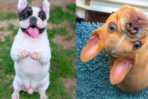 FRENCH BULLDOGS!! Funny and Cute French Bulldog Puppies Compilation # 2 | Animal lovers