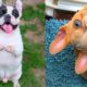 FRENCH BULLDOGS!! Funny and Cute French Bulldog Puppies Compilation # 2 | Animal lovers