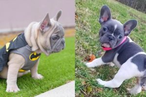FRENCH BULLDOGS!! Funny and Cute French Bulldog Puppies Compilation # 3 | Animal lovers