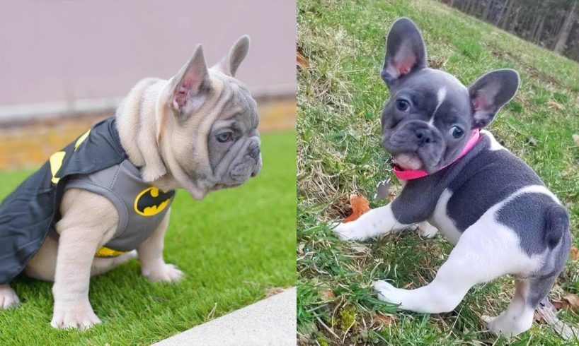 FRENCH BULLDOGS!! Funny and Cute French Bulldog Puppies Compilation # 3 | Animal lovers