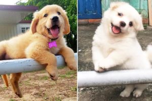 Puppies SOO Cute! Cute Puppy Videos Compilation cutest moment of the Dogs #2