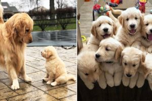 Cutest Puppies! Mother Dogs and Cute Puppies Videos Compilation, Cute moment of Puppy #4