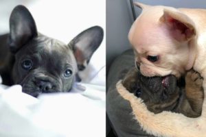 FRENCH BULLDOGS!! Funny and Cute French Bulldog Puppies Compilation # 4 | Animal lovers