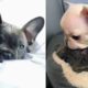 FRENCH BULLDOGS!! Funny and Cute French Bulldog Puppies Compilation # 4 | Animal lovers