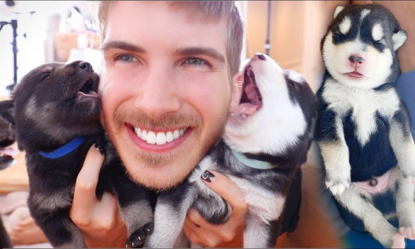 2 Week Old Puppies being Adorable for 1 Hour