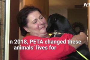 2018 Gave a New Start to These Rescued Animals