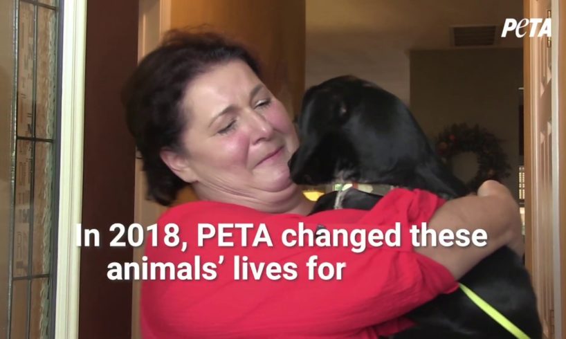 2018 Gave a New Start to These Rescued Animals