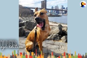 3 Legged Dog Makes This Brooklyn Couple's Family Complete | The Dodo City Pets