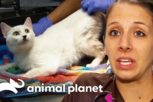 36 Cats And An Elderly Dog Rescued From Hoarding Situation | Animal Cops Houston