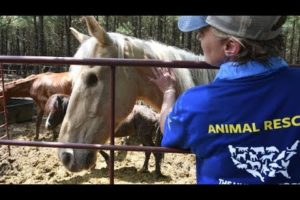 A Closer Look: 150+ Horses Rescued