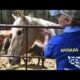 A Closer Look: 150+ Horses Rescued