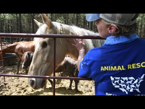 A Closer Look: 150+ Horses Rescued