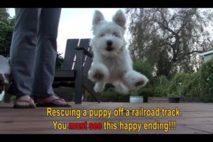 A homeless dog living on the railroad tracks gets rescued right before a train passes by.