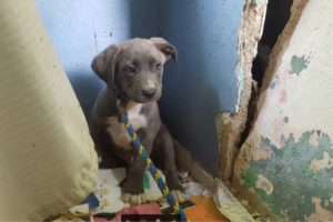 A stressful rescue with a happy ending! - Stray Rescue of St.Louis