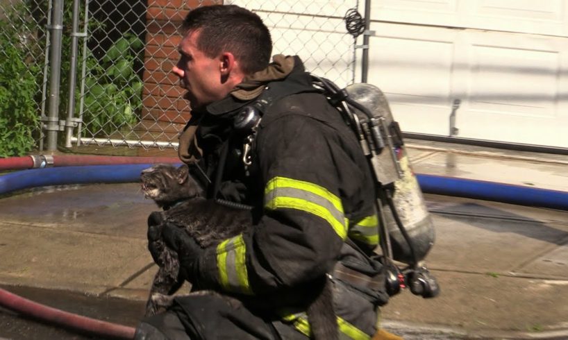 ANIMAL RESCUE/ CAT RESCUED FROM FIRE Paterson NJ Fire Department