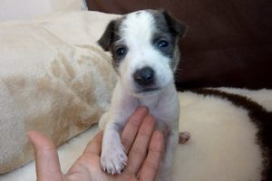 Abandoned Puppy Grateful To Be Rescued Doesn't Know Why No One Wants To Adopt Him