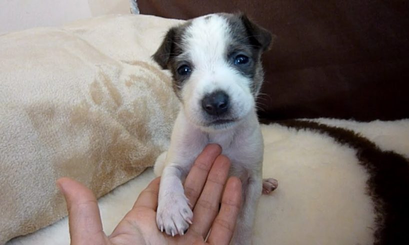 Abandoned Puppy Grateful To Be Rescued Doesn't Know Why No One Wants To Adopt Him