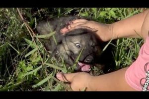 Abandoned Puppy with Broken Leg Getting Rescued and Found New Home