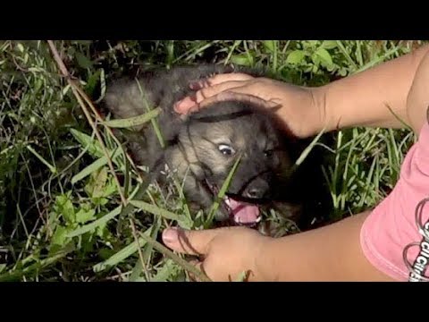 Abandoned Puppy with Broken Leg Getting Rescued and Found New Home