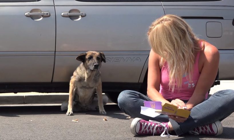 Abandoned senior German Shepherd hid under a car until Hope For Paws arrived.