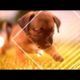 Adorable Puppy Compilation 2019 - The Cutest Pups Ever!!