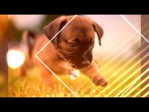 Adorable Puppy Compilation 2019 - The Cutest Pups Ever!!