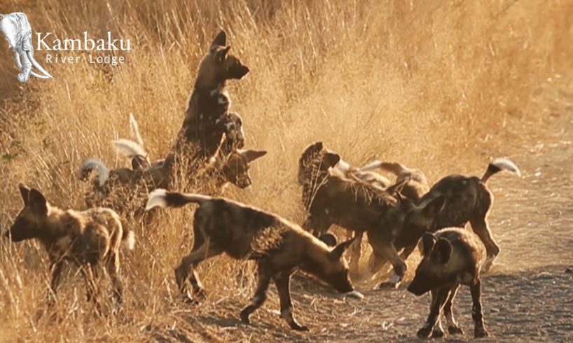 Adorable Wild Dog Puppies Playing.