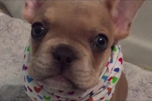 Adorable puppy tries his best to say "I love you"