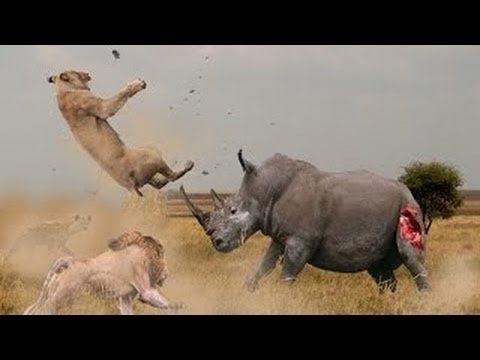 Amazing animal fights