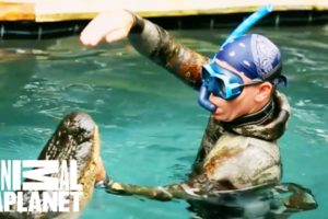 An Unwelcome, 10 Foot Long Pool Guest | Gator Boys